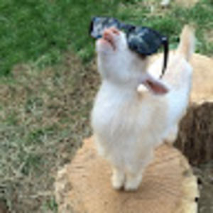 Meet your Posher, Shane